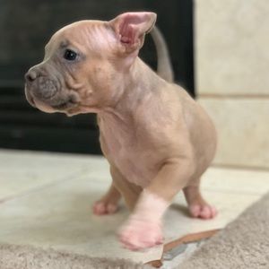 Meet your Posher, Blake